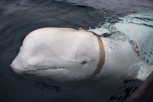 В Норвегии кита заподозрили в шпионаже в пользу России