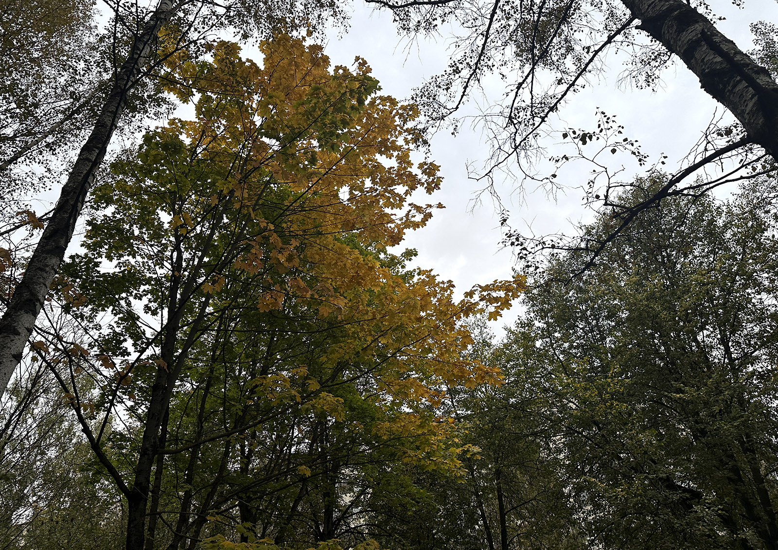 Лесные пожары будут тушить, вызывая осадки