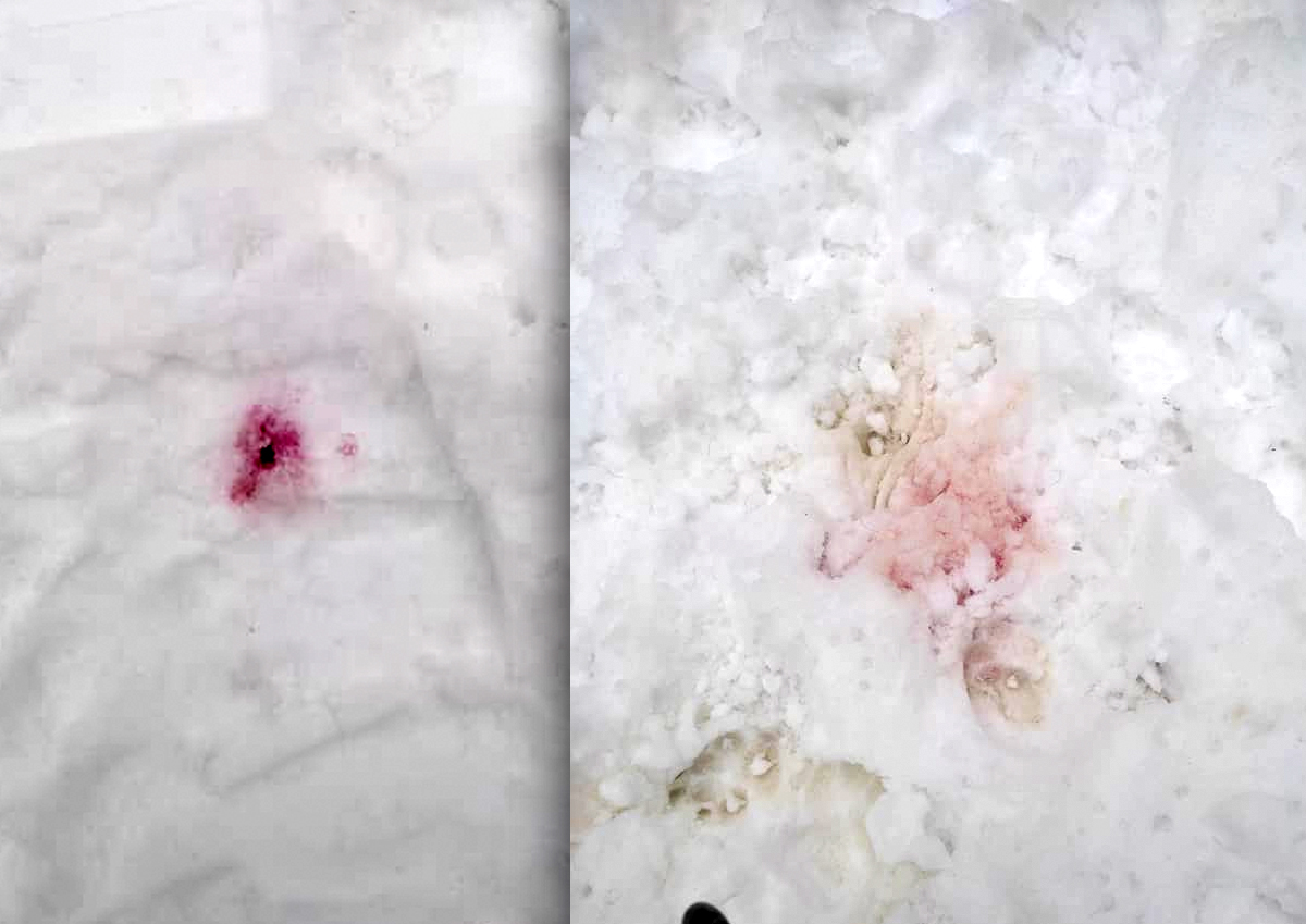 Эксперты назвали возможные причины появления розового снега в Москве