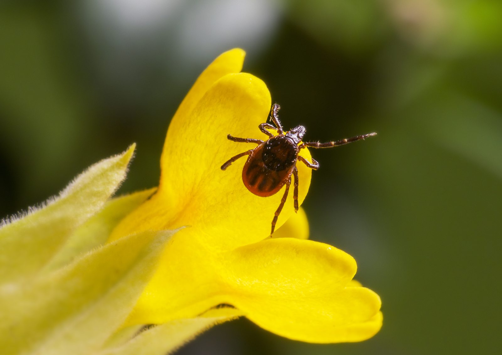 Россиянам рассказали о способах борьбы с инвалидными клещами