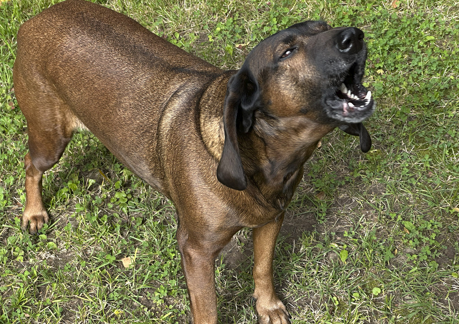 Введут ли в России налог на выгул собак?