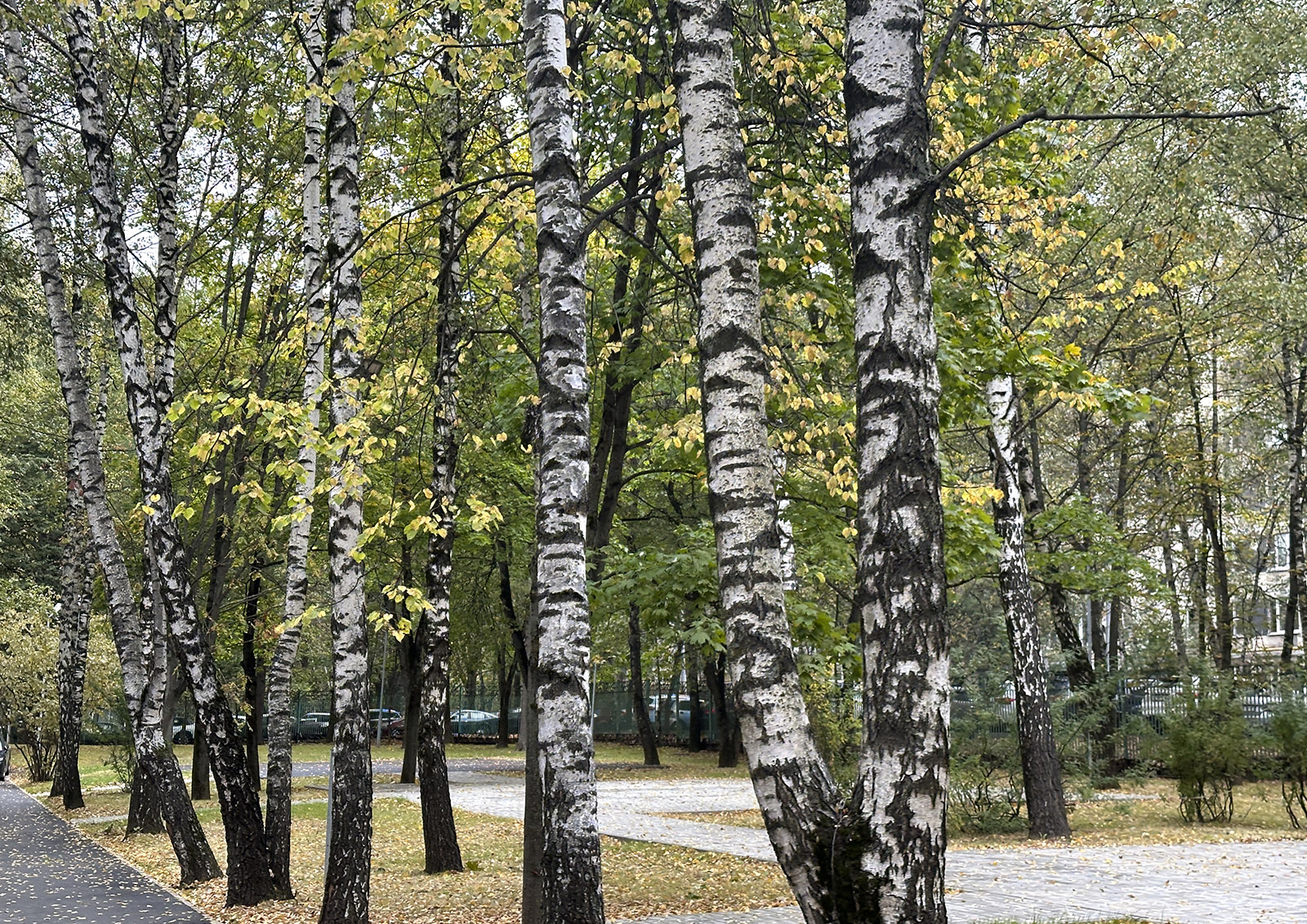 Врач Соломатина рассказала, кому не стоит увлекаться березовым соком