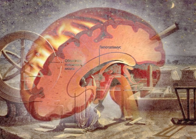 Исследователь древних культов подтвердил мнение ученых о наличии у людей «висцерального мозга»