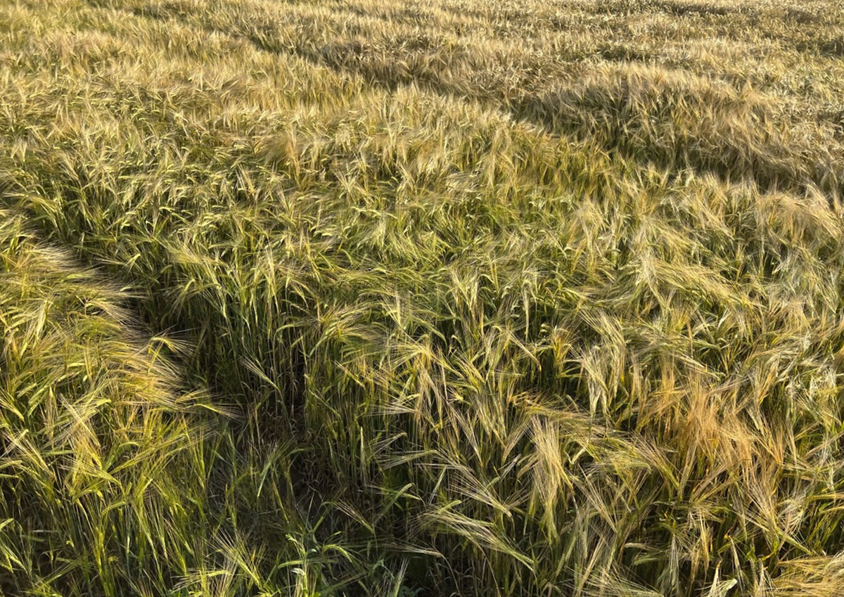 Российские аграрии могут поставить на экспорт 50 млн тонн зерновых