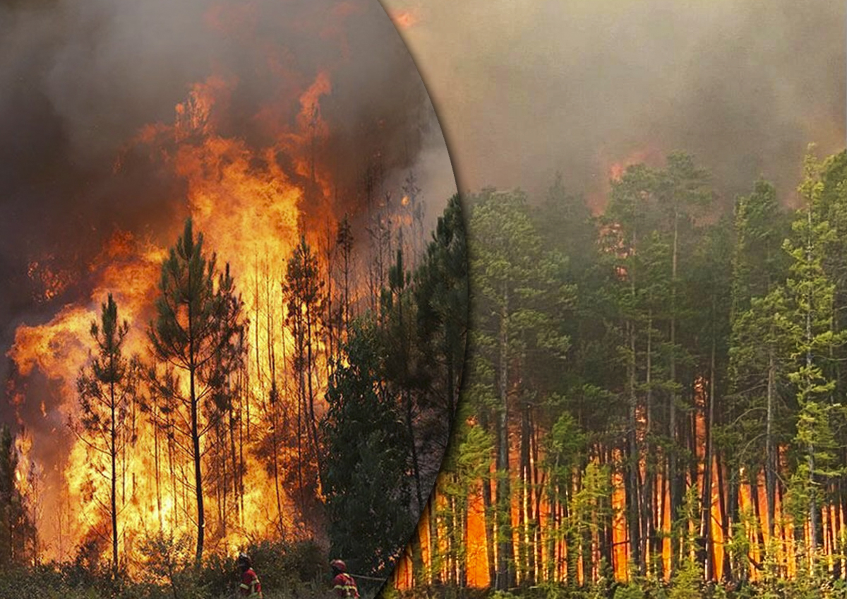 Названы сроки окончательной ликвидации лесных пожаров в Якутии