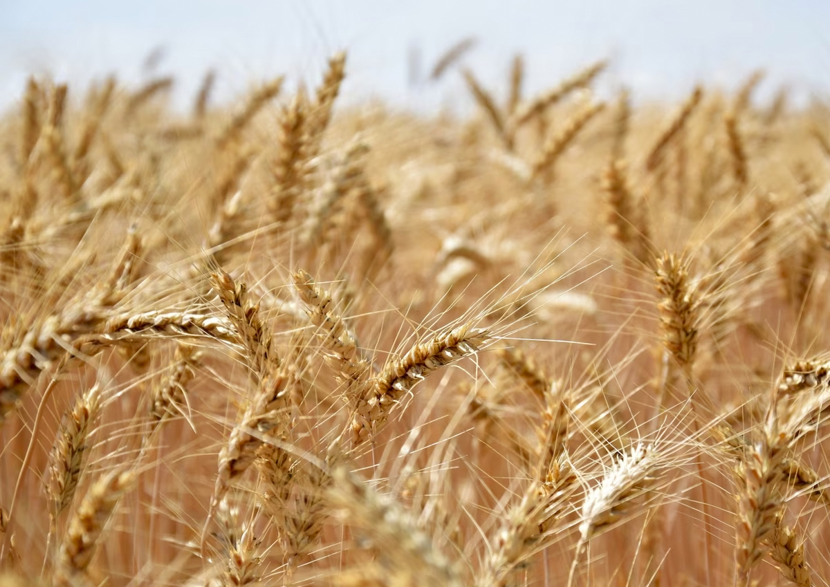 Экономист Надуваев объяснил высокие объемы поставок зерна в Египет