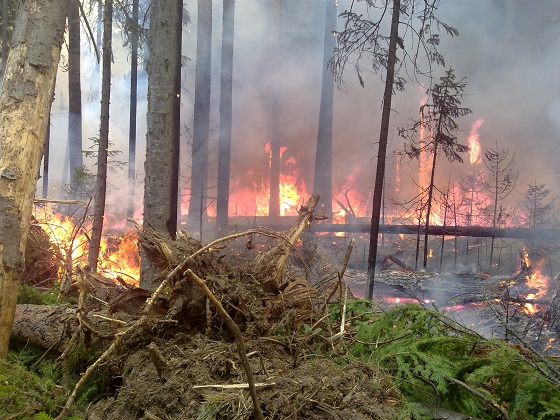 Красноярский губернатор о лесных пожарах: тушить не имеет смысла