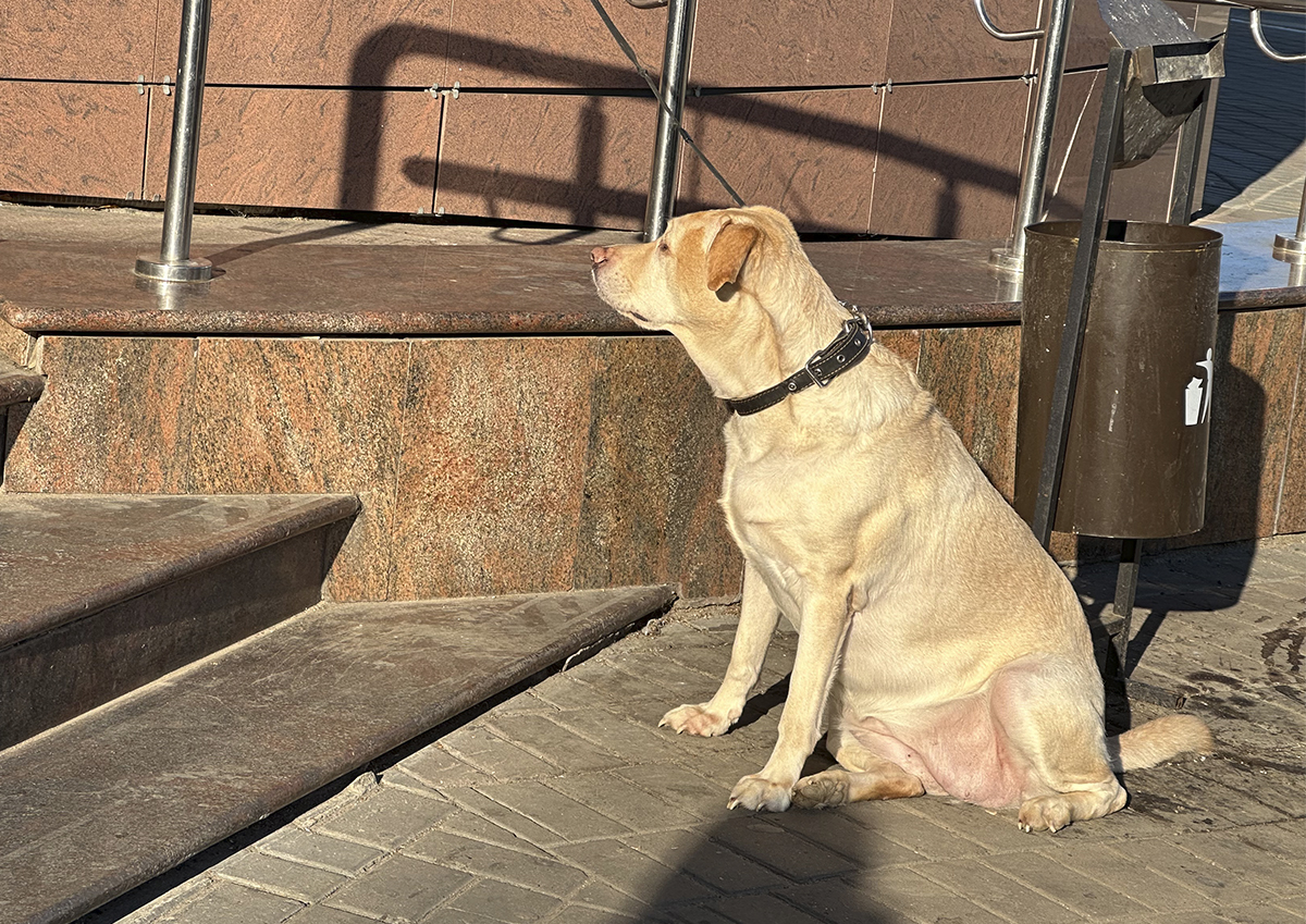 Жителям Подмосковья рассказали об основных правилах перевозки собак в общественном транспорте