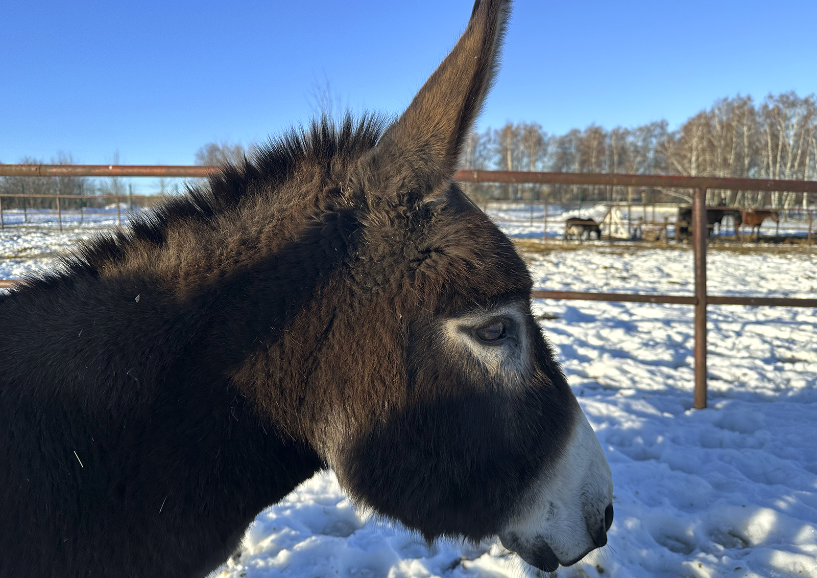 Суд запретил держать пони и ослов на дачном участке