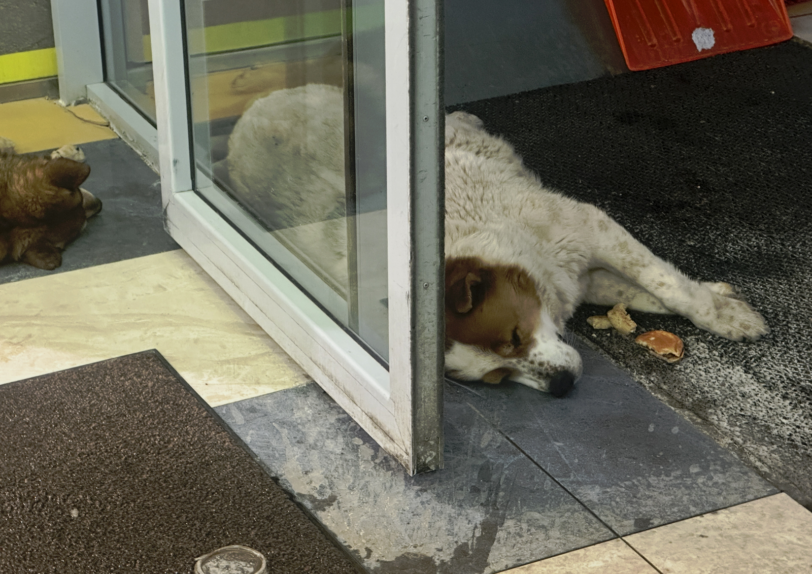 Куда жаловаться на зверинцы в квартирах